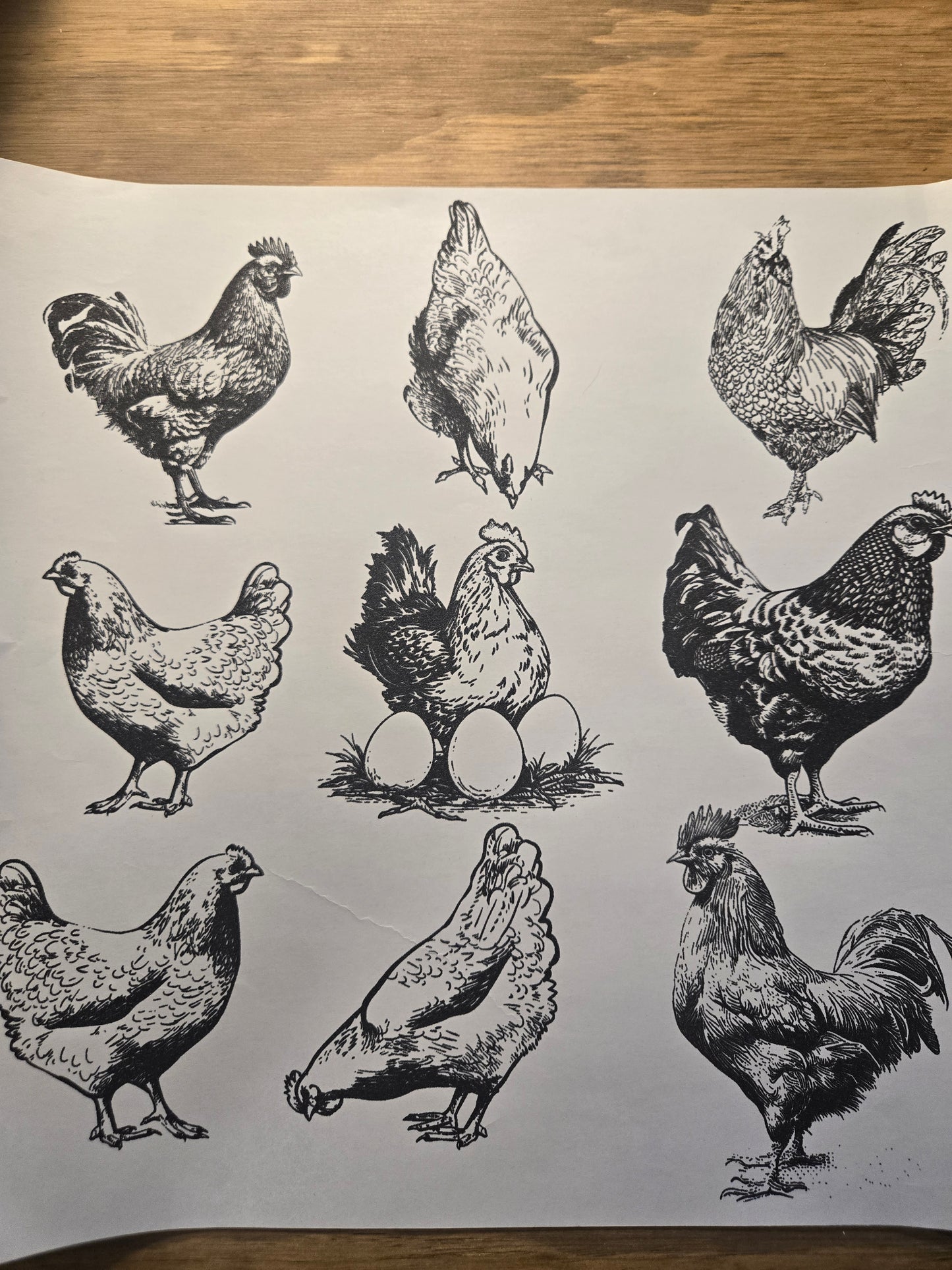 Chicken or Egg